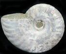 Silver Iridescent Ammonite - Madagascar #29907-1